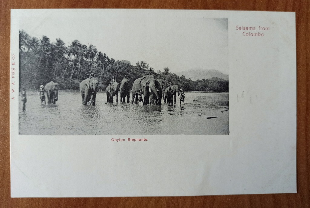 Cejlon Sri Lanka Słonie