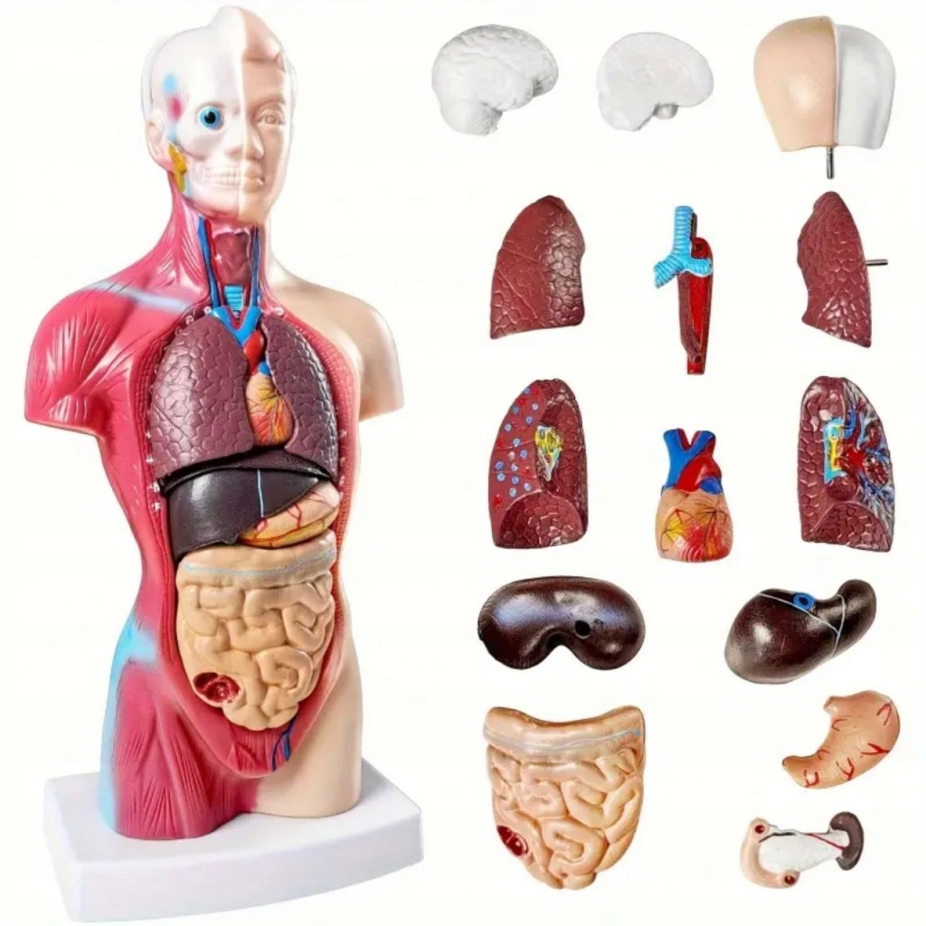 Model Anatomický pro člověka 12 vyjímatelných částí Vzdělávací expozice