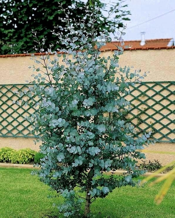 Šalčiui atsparus eukaliptas Gunni uodams atbaidyti – terasai – nuotrauka 25