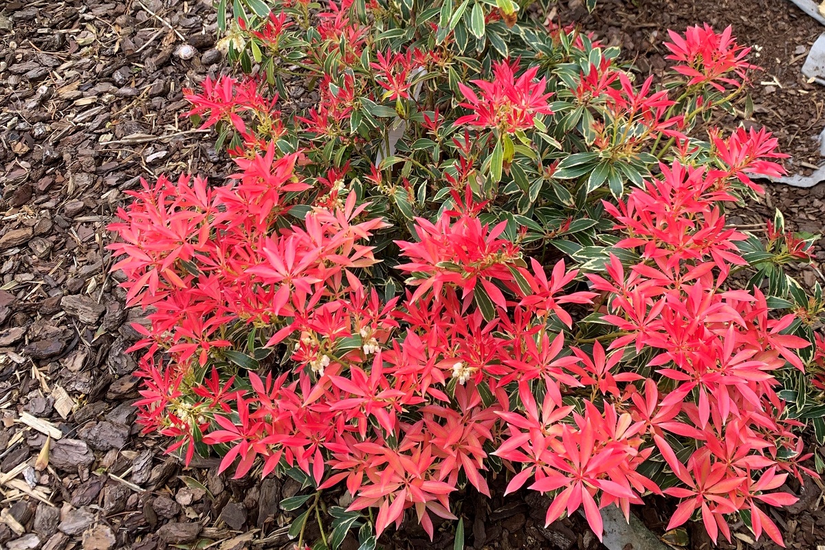 Пиерис Японский Посадка И Уход Фото – Telegraph