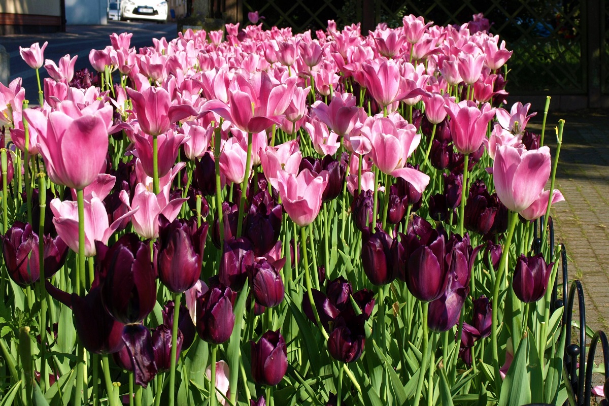 Ciekawe piętrowe i kolorystyczne zestawienie grupy tulipanów.