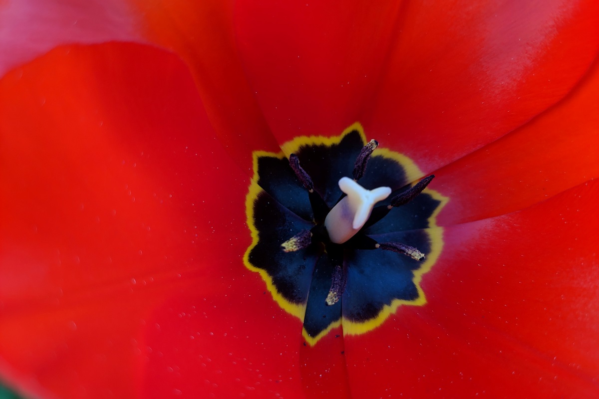 Piękno wnętrza kwiatu tulipana.