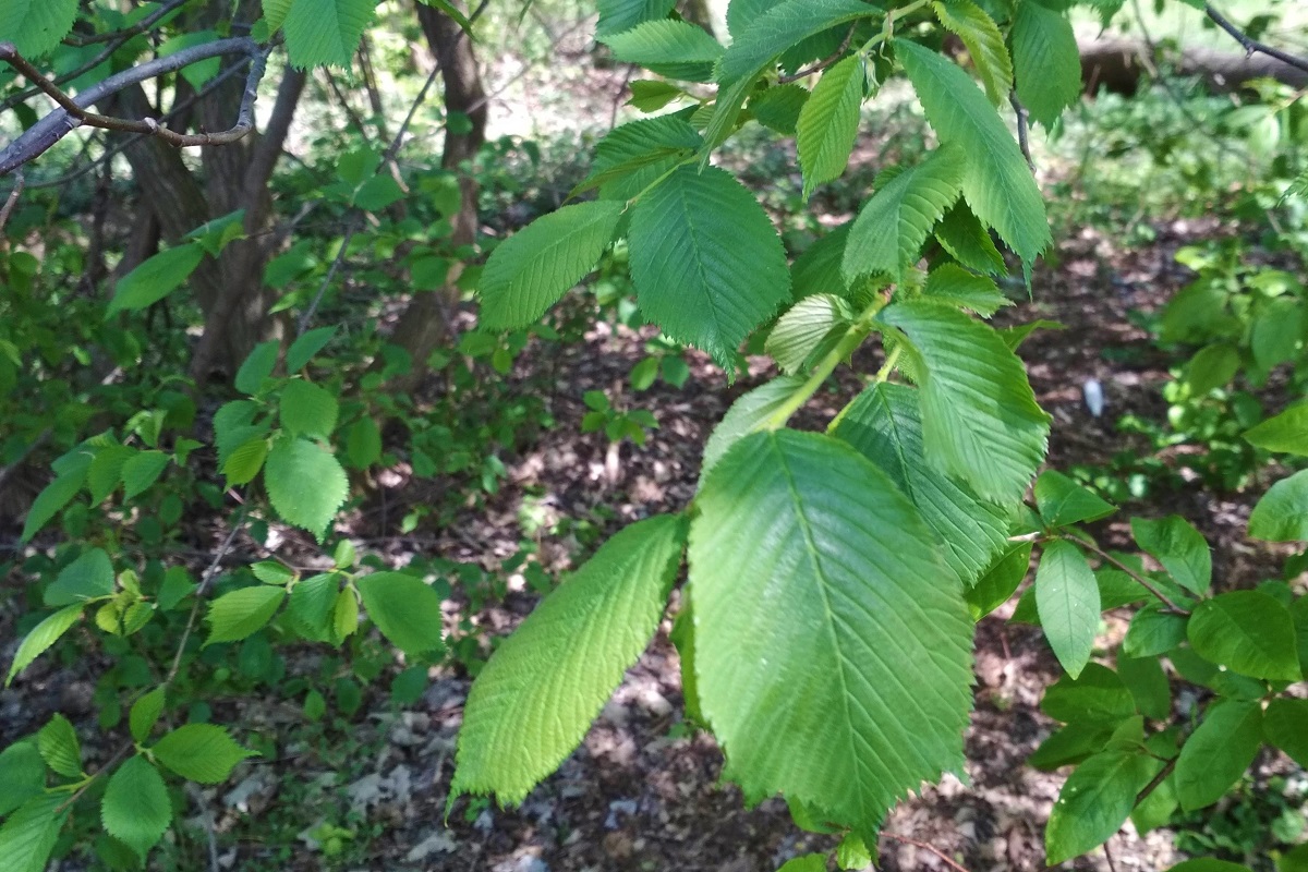 hazel
