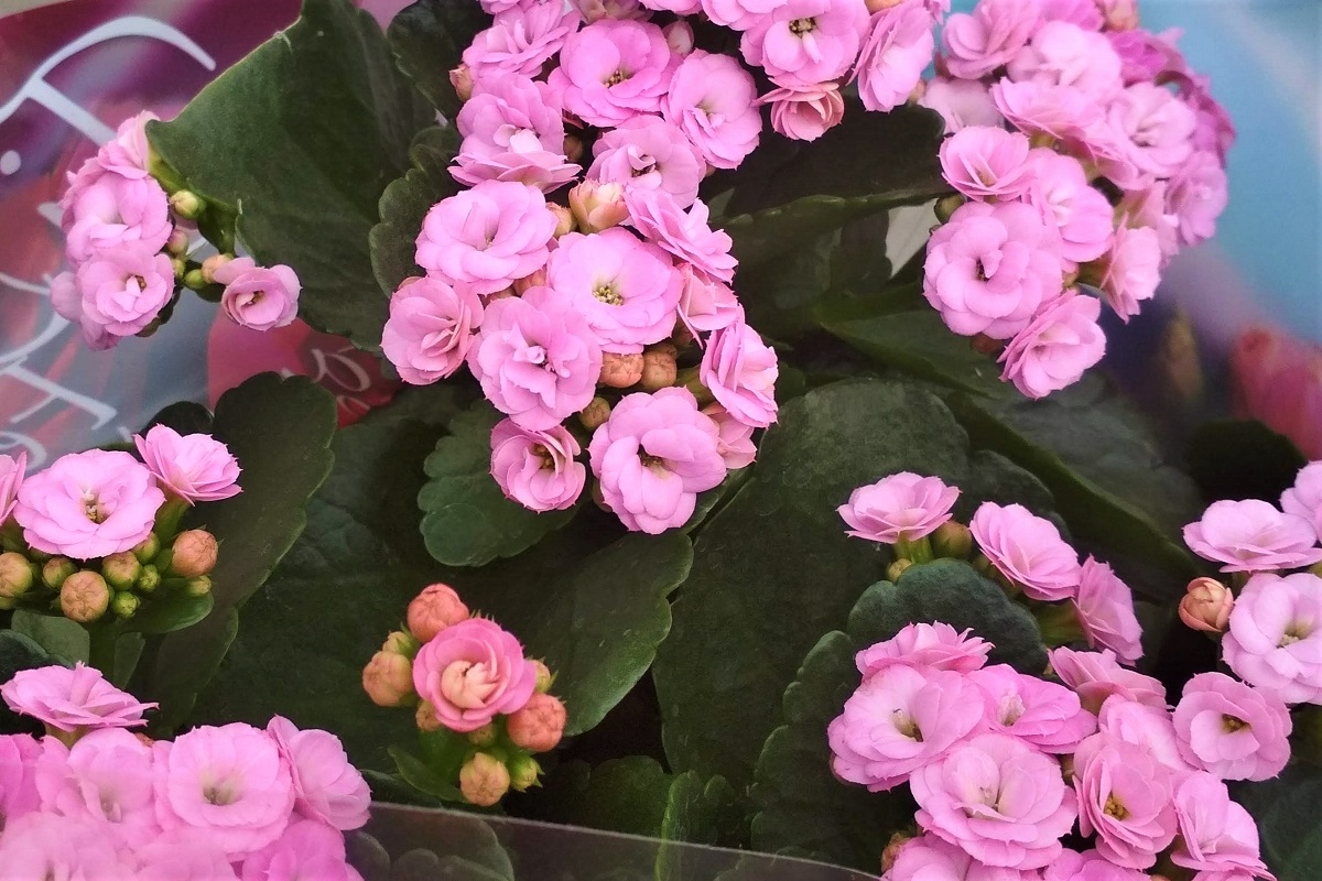 kalanchoe