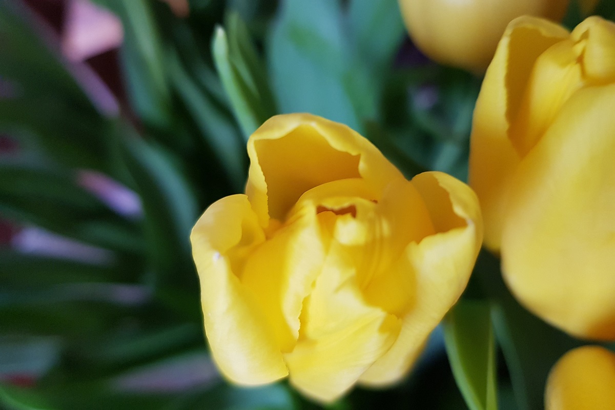 Zimowa ozdoba mieszkania w postaci tulipanów w wazonie.