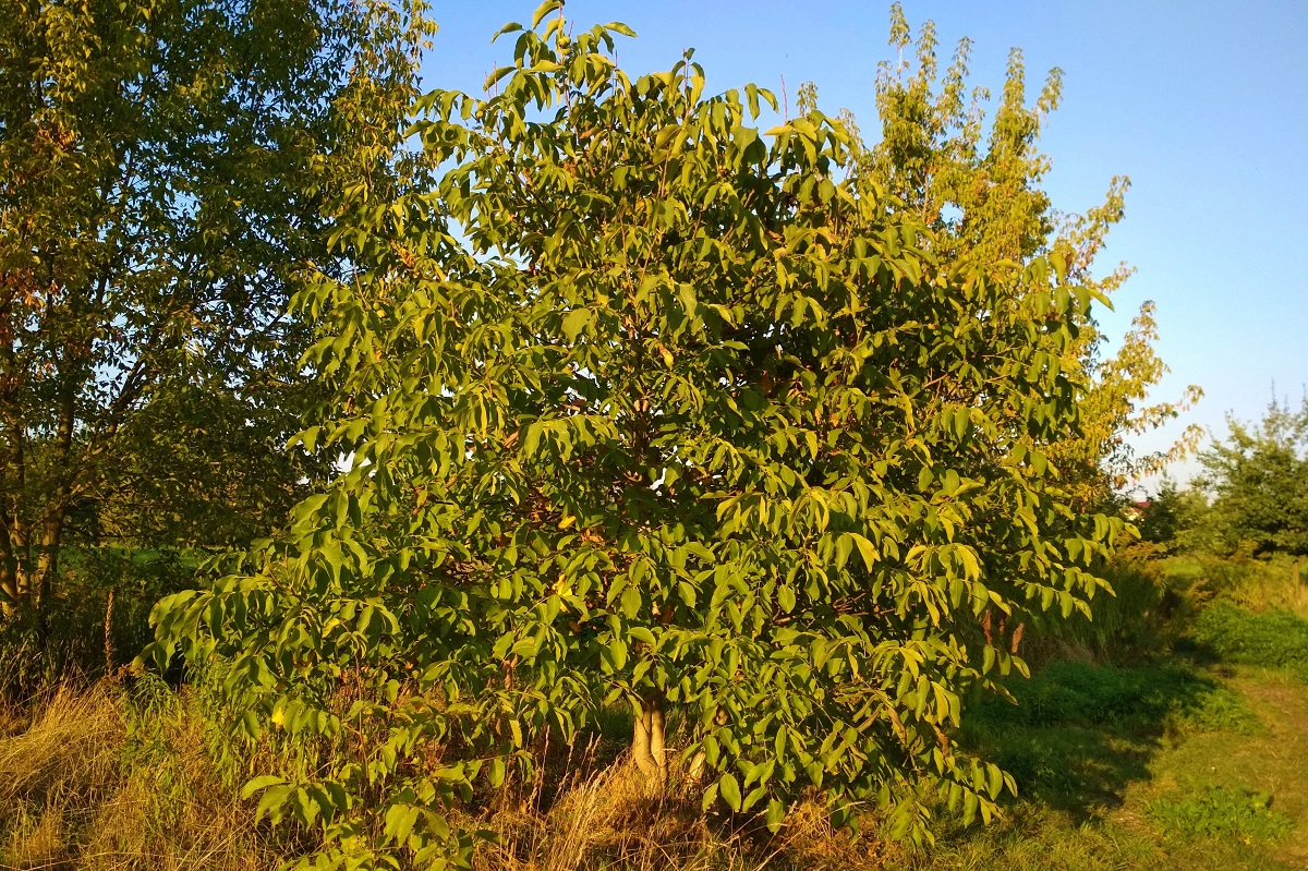 habit