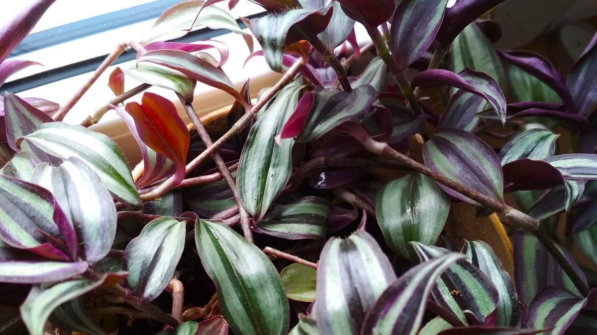 Intensywnie wybarwione purpurowo-zielono-srebrzyste liście trzykrotki pasiastej zebrina pendula