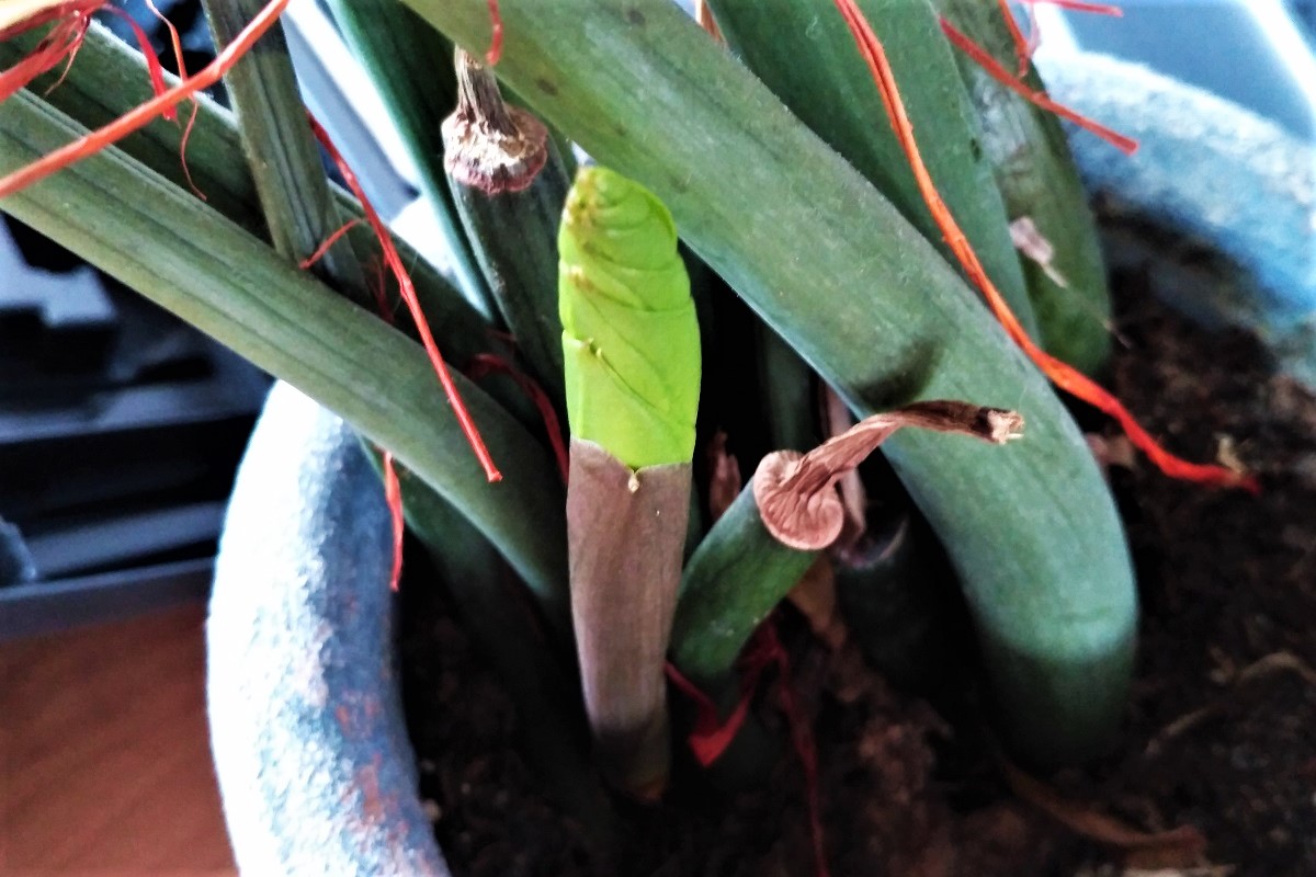 Odrost korzeniowy w postaci nowej rośliny wyrastający w doniczki 