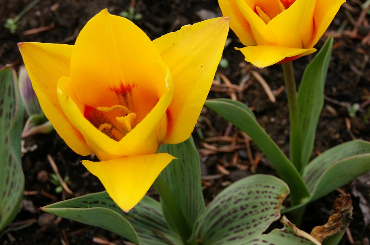 Karłowy żółty tulipan botaniczny.