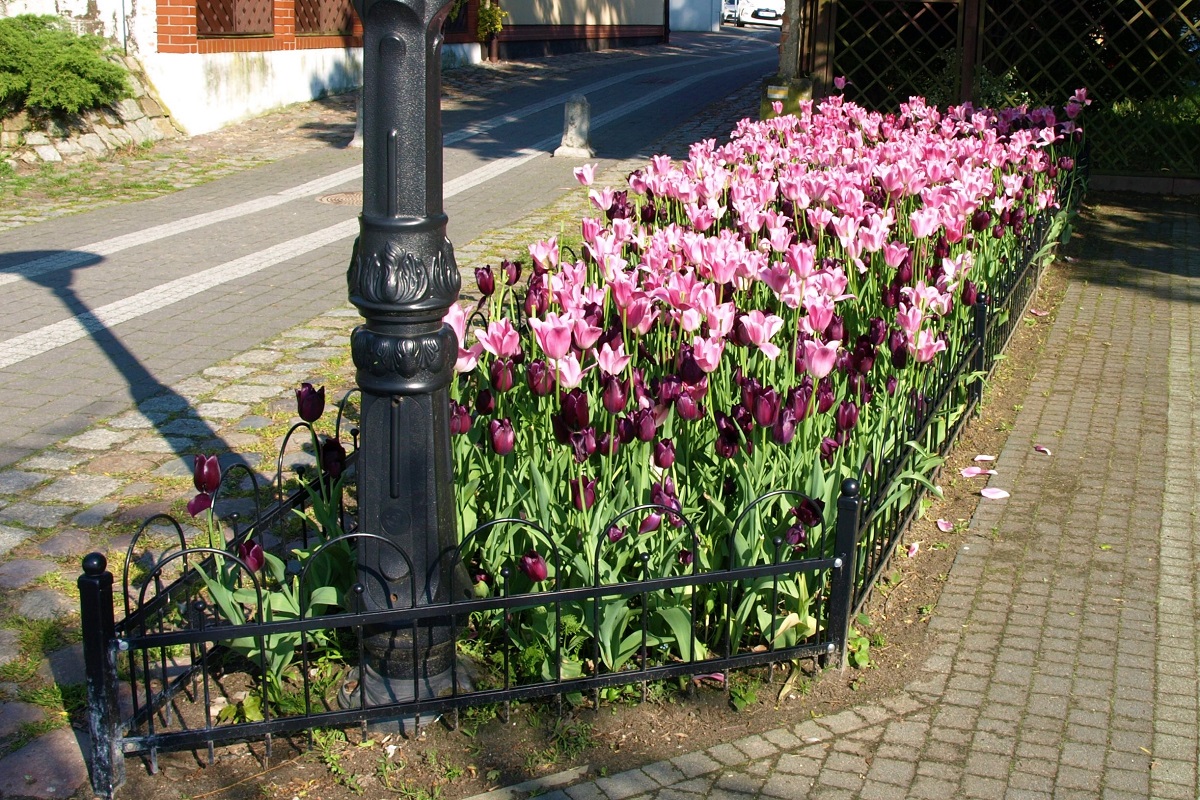 Przepiękna rabata tulipanowa w pasie między chodnikiem a jezdnią.