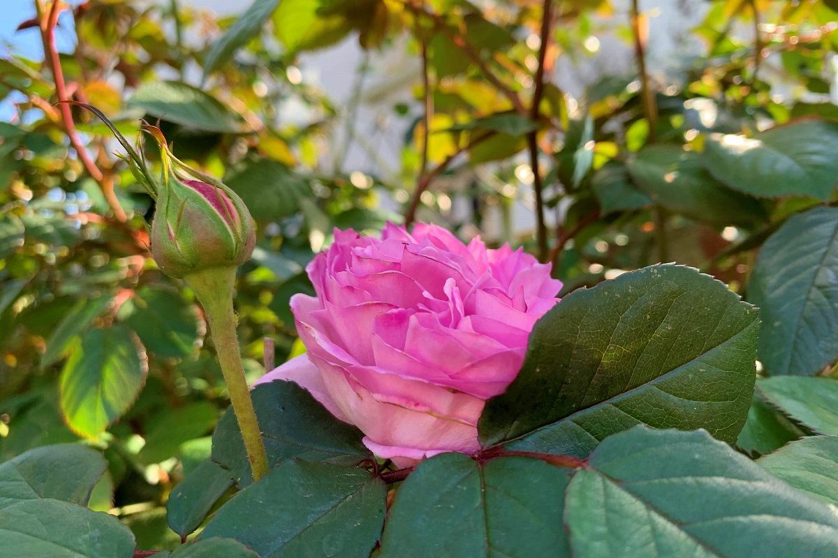 Ruža je často vyberaná balkónová rastlina