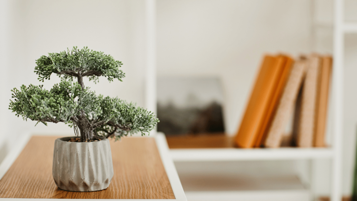 Drzewko bonsai  jak uprawia je w domu? - Allegro.pl