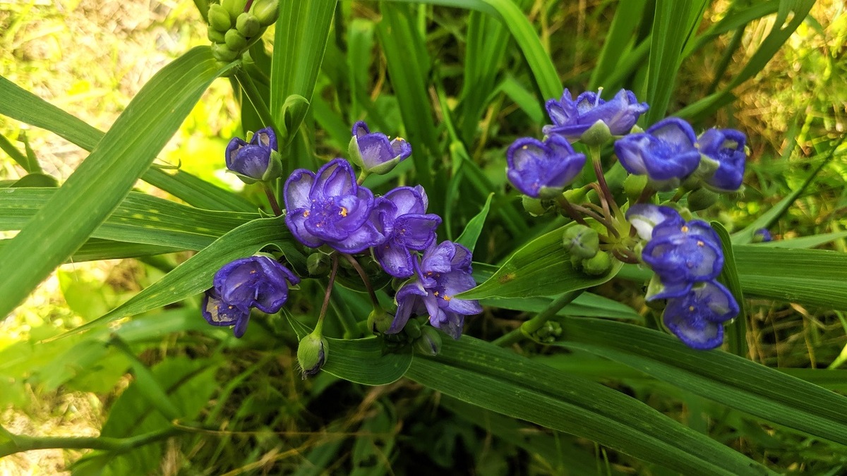Urocze fioletowoniebieskie kwiatki trzykrotki wirginijskiej na tle soczyście zielonej kępy liści