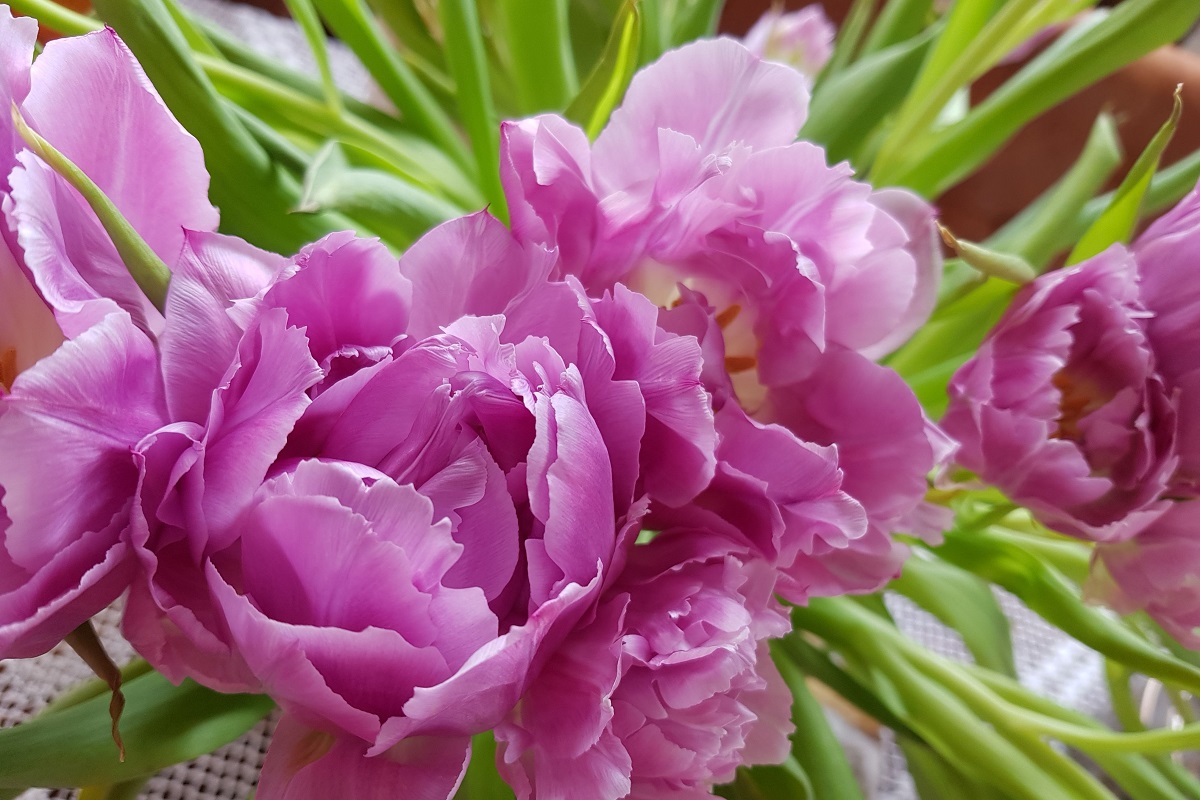 Różowy tulipan papuzi – zimowy zwiastun wiosny.