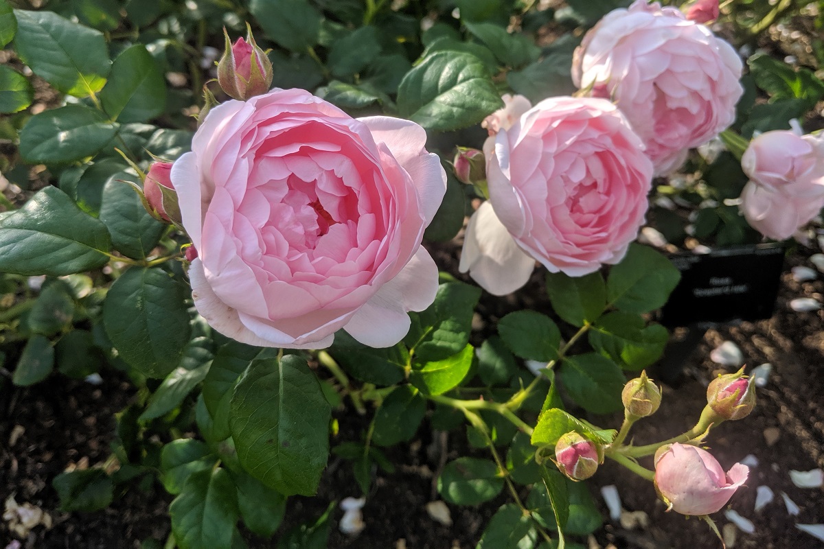 różowe róże
