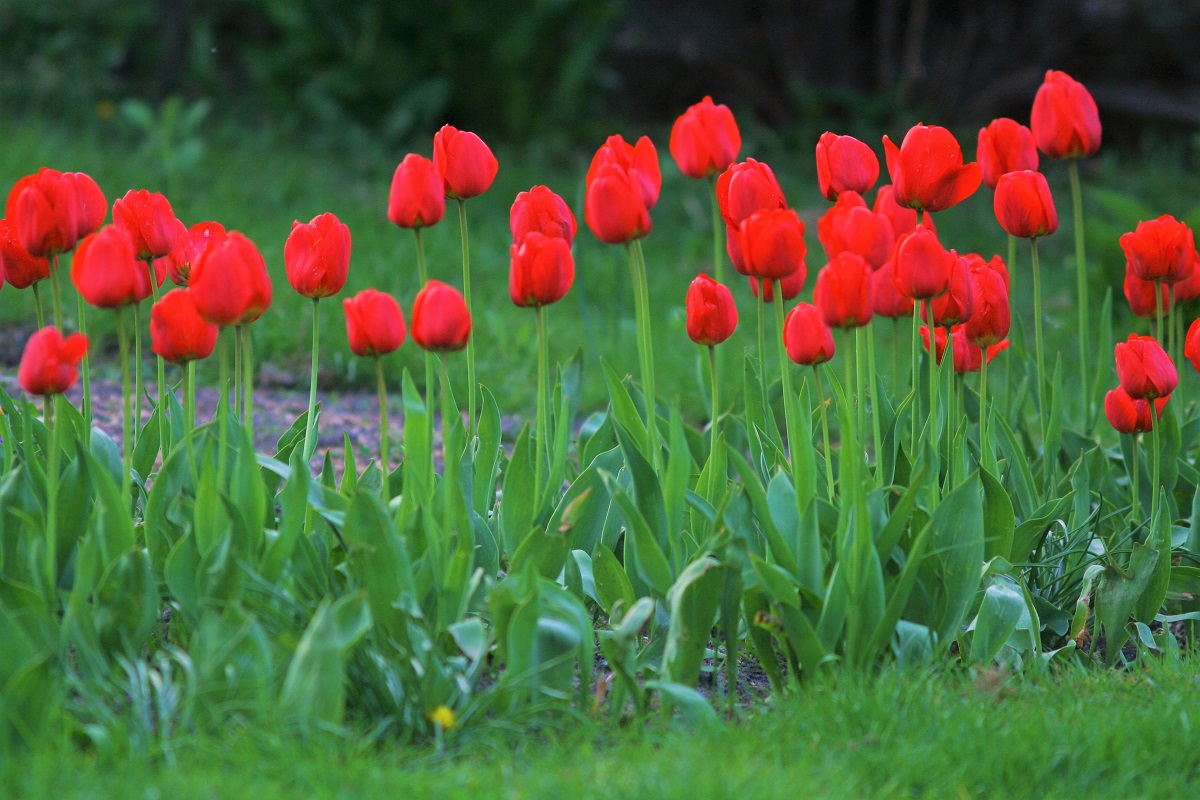 Rabata czerwonych tulipanów posadzonych wzdłuż krawędzi trawnika.