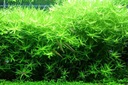 Heteranthera zosterifolia ГЕТЕРАНТЕРА ПОЛОСКАЯ