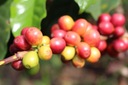 Набор кофе в зернах DECAF 100% Guilis 5кг