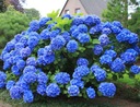 NIKKO BLUE HYDRENSE, САМЫЙ СТОЙКИЙ СИНИЙ