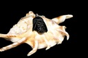 Ожерелье «Звездные войны» Дарта Вейдера Star Wars PL