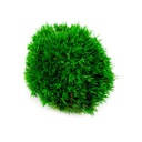 Подушкообразный мох 5-7см МОХ КАРТИНА и ЛЕС В БАНКЕ