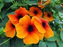 TUNBERGIA semená Popínavá rastlina Ideálna na pergoly terasy BIOSEMENÁ Farba kvetu oranžová