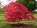 JAVOR PALMOVÝ ODM ČERVENOLISTÝ (ACER PALMATUM VAR ATROPURPUREUM) 10 SEMIEN Značka DobreNasiona.pl