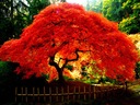 JAVOR PALMOVÝ ODM ČERVENOLISTÝ (ACER PALMATUM VAR ATROPURPUREUM) 10 SEMIEN Štýl japonská záhrada moderná záhrada skalka stredomorská záhrada vidiecka záhrada