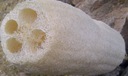 Umývačka chrbta s luffy hlaveň prírodná špongia 45cm Značka Zrób Swój Kosmetyk