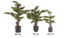 впечатляющие искусственные деревья BONSAI Pinia 40 см сосна