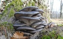 BOCZNIAK OSTRYGOWATY grzybnia na kołkach Marka Mycelium
