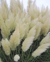 Pampová Tráva Biele semená obrovské periepúcha 2 metre záhradná dekorácia Latinský názov cortaderia selloana