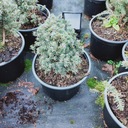 Picea glauca Świerk biały Blue Planet Rodzaj rośliny świerk