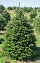 ПЕЛЬ КАВКАЗСКАЯ ABIES NORDMANNIANA ПОсев P9