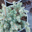 Picea glauca Świerk biały Blue Planet Waga produktu z opakowaniem jednostkowym 3 kg