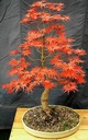 JAVOR PALMOVÝ ODM ČERVENOLISTÝ (ACER PALMATUM VAR ATROPURPUREUM) 10 SEMIEN Druh rastliny Iný