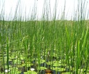Озерный крот Растения для пруда