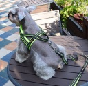 Шлейка для норвежских собак с ручкой светоотражающая дышащая KellyPet /S