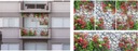 RÓŻANY MUR roleta balkonowa taras okno 116x150 Długość 150 cm