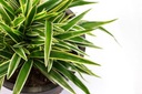 Грунт для зеленых растений Юкка пальмовая Драцен диффенбахия хедер пилея Компо 20л