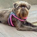 Шлейка для маленькой собаки 34-44см Мальтийский йорк TRE PONTI розовая ДЫШАЩАЯ