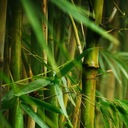 SAEM Fresh Bamboo Soothing Gel 99% gél tvár/telo Lekárska zložka NIE