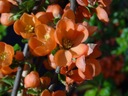 Chaenomeles japonica 'Cido' - Pigwowiec japoński Rodzaj rośliny Inny