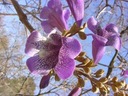 PAULOWNIA OMSZONA DRZEWO TLENOWE- CESARSKIE DRZEWO Nazwa łacińska paulownia tomentosa x fortunei