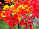 BREXIL NADOBLIČIEK - VZÁCNA RASTLINA - 1 SEMENO - Farba kvetu červená oranžová ružová