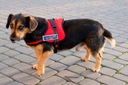 Postroj pre psa silný S 60-75cm Senior Dog čierny Značka PUPIL