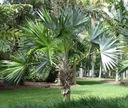 Exotické semená Palmy pre záhradu Palma Morissa Leucothrinax morrisii Kód výrobcu INSSEED0028
