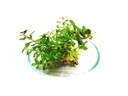 Rotala Rotundifolia 10 sadeníc In vitro Krásna Kód výrobcu ROŚLINA PORCJA