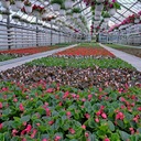 Begonia Semperflorens Sadzonka Doniczkowa Wiecznie Kwitnąca Kwiat Do Ogrodu