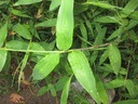 GIANT BAMBOO ARUNDINACEA BAMBOS 10 ШТ. КАЧЕСТВО - семена бамбука